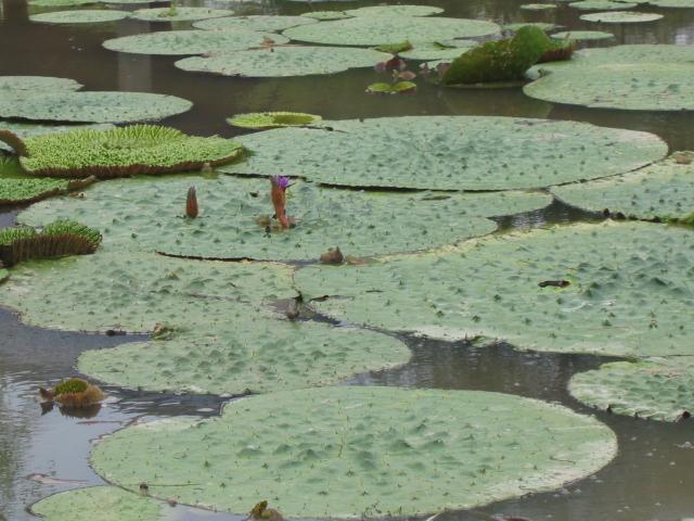 池にハスが浮かんでいる写真