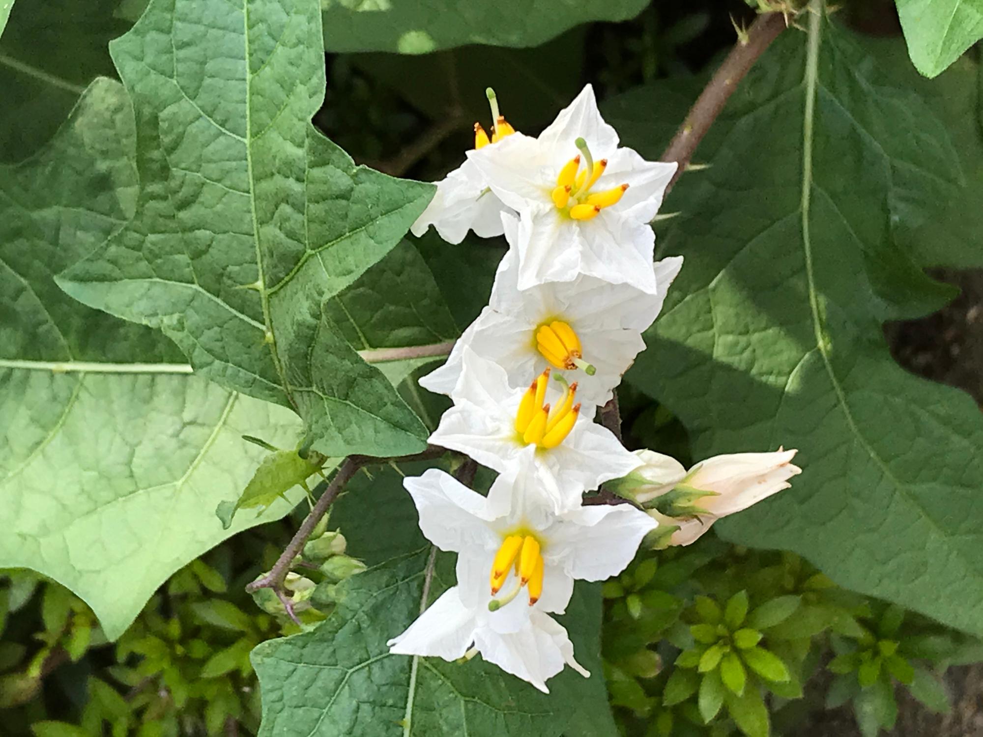 ワルナスビの花の画像