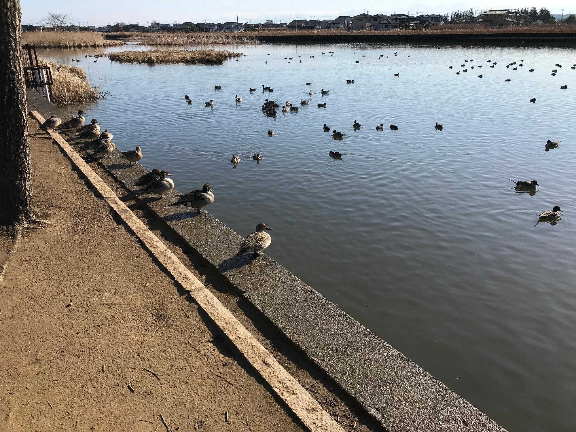 池にいる野鳥の画像