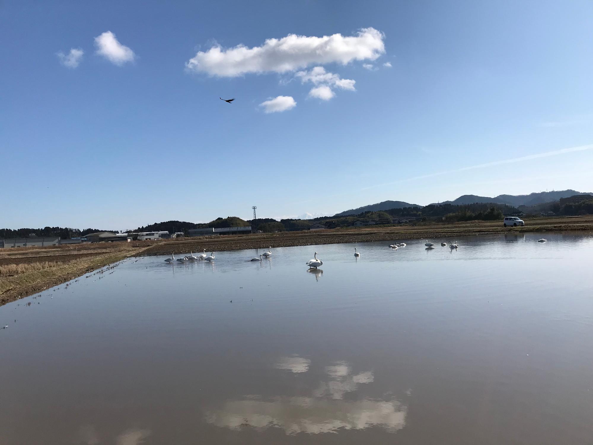 水田にいる白鳥の画像