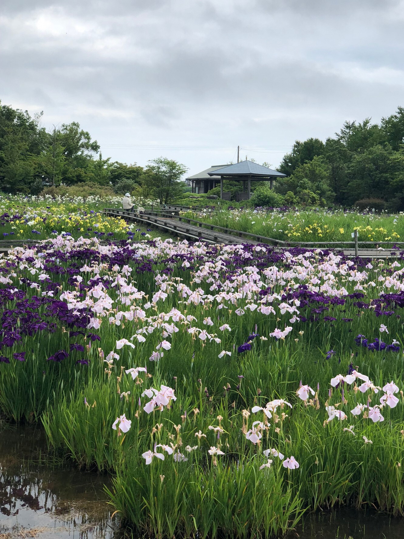 菖蒲の花の画像