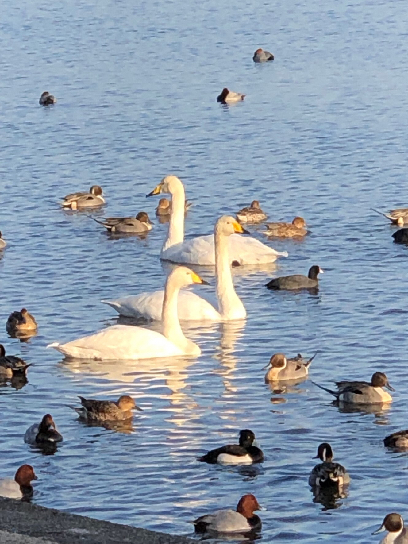 池にいる白鳥と野鳥の画像