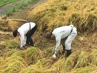 稲の実った田んぼで作業服姿の市長と猛一人の方が稲刈りをしている写真