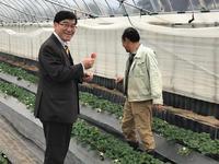 ビニールハウス内でイチゴを手に笑顔を浮かべる市長とファーム中田の男性スタッフの写真
