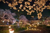 ライトアップされた夜桜が咲いている夜間景観の写真