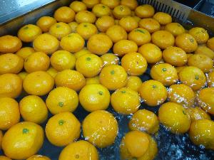 1204 みかん写真