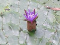 オニバスの葉の上で紫色の花が咲いている写真