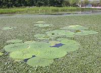 オニバスを中心とした緑の浮草が池に生息している写真