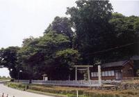 朝日神社の鳥居を覆うように生えている天然記念物の朝日社叢を遠目のアングルから撮影した写真