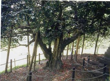 木とロープの柵で囲まれている3本に枝分かれした大きな木の写真
