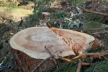 多くの木が伐採されている箇所で、その木の切り株が大きく映っている写真