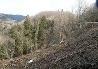 倒木などを伐採して整理した後の森を斜面から撮影した写真