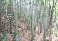 斜面の除伐前の竹やぶの写真