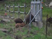 柵の脇に設置された餌場の餌を食べる親子のイノシシの写真