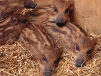 稲わらの上に生後1ヶ月のイノシシ6頭が集まり密着している写真