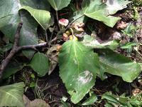 地面に落ちイノシシに食べられたイチジクの足跡のある葉の写真