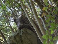 薮の中からこちらを見る一頭の大きなイノシシの写真