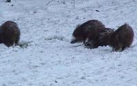 雪の中を歩く4頭のイノシシの写真
