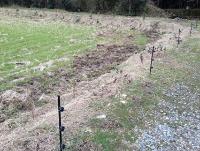 冬場に放置された電気柵と侵入したイノシシの掘り跡